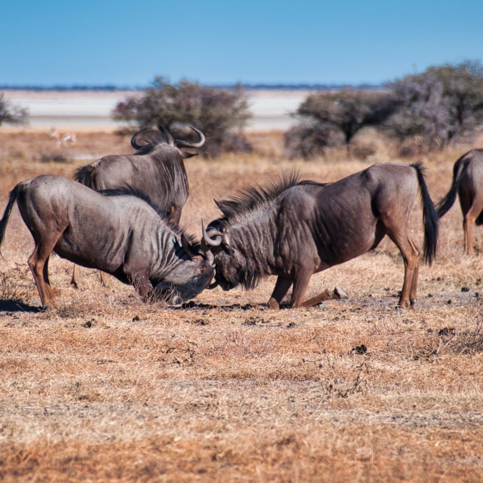 Roadtrip im Süd-Westen Namibias
